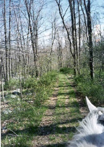 grassy trail