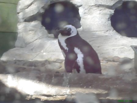 penguin