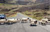 sheep_crossing.jpg (113069 bytes)
