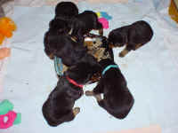 jjbpuppiesfirstmeal.jpg (68841 bytes)