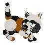 Anyonka, female calico *Willow's sister*