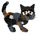 Melon, female calico mixie (Pineapple's twin)