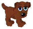Stanli, male hexed labrador