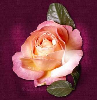rose