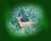 buck photo