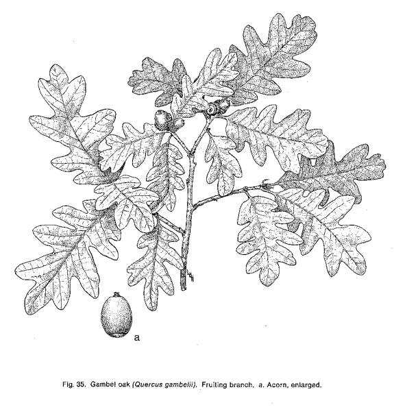 The Druidic oak