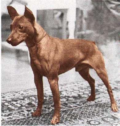 MINIATURE PINSCHER