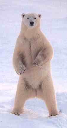 Polar Bear