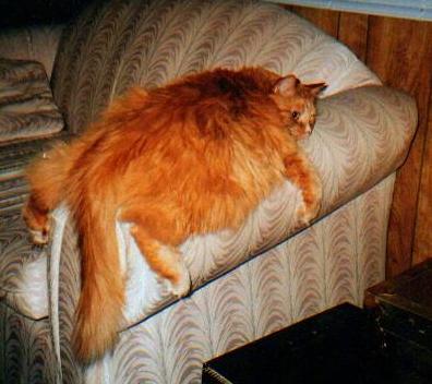 Red Cat
