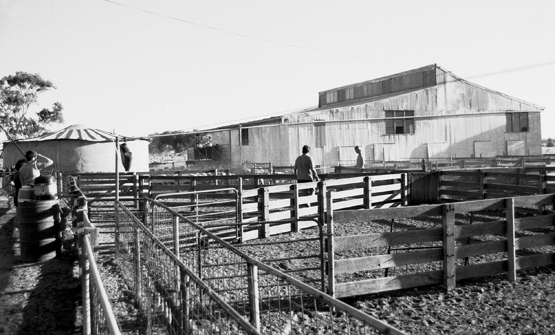 shearingshed.jpg