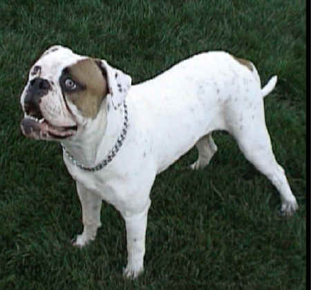 OWB Goliath