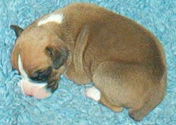 Rupert as a puppy