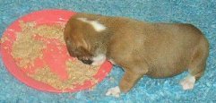 Rupert having his first solid food