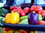 Pimentones de alta calidad, producidos en Venezuela por el mtodo de la plasticultura, Valencia Edo. Carabobo