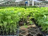 Plantas producidas en bandejas de propagacin, usando como sustrato turba.