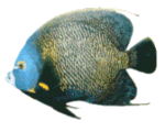 Angel Fish