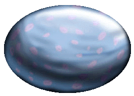 Grey Rukel Kianowi, egg picture