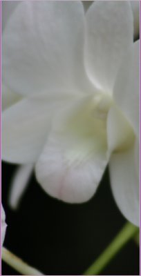 Gilbertsons WebStudio