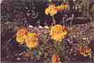 Marigolds bloom from mid summer to late fall (including Halloween)