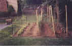 My vegetable garden, 1998
