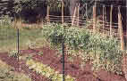 My vegetable garden, 1998