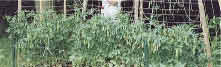 My vegetable garden, 1998