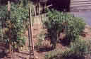 My vegetable garden, 1998