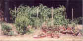 My vegetable garden, 1998