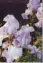 Bearded Iris: gorgeous flowers that return year after year - it also attracts hummingbirds