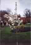 The Bradford Pear gets beautiful white flowers in spring