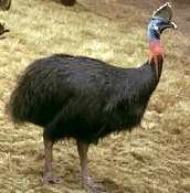 cassowary