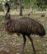 Emu