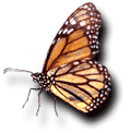 A Monarch Butterfly, Commonly Confused with a Viceroy Butterfly!! :^)