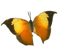 my butterfly gif!