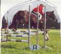 80 cm Showjumping