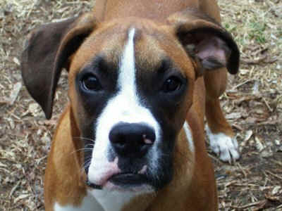 Our beautiful boy Gunner April '05