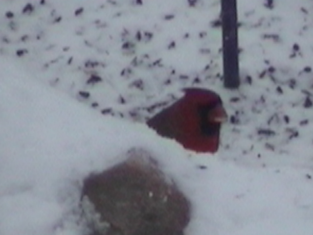 Male Cardinal on the ground
