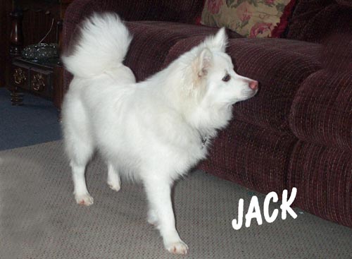 Jack is Sam and Angels Pup...