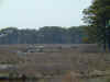 assateague07.jpg (21413 bytes)