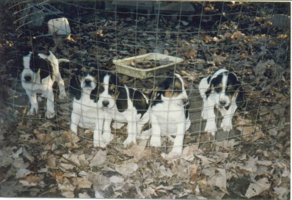 Here's 5 Little Doggies Months away from being Hunting Dogs