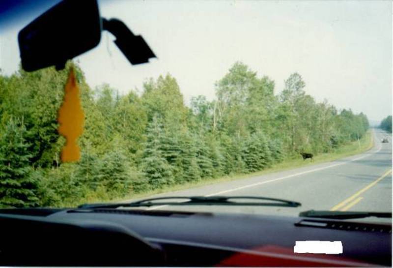 Here's a Moose Picture Taken far away from the not so Safe Compounds of a Car