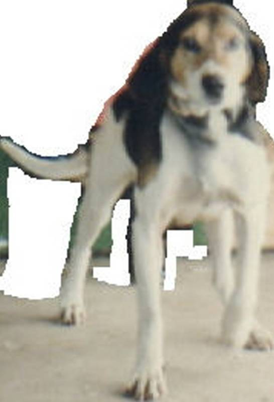 Here a Hunting Dog in a Rated G Version of the Original Photograph