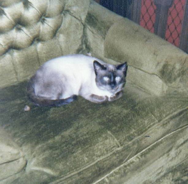 Here is the Introverted Siamese Cat Izzey Probably Ready to say Now!