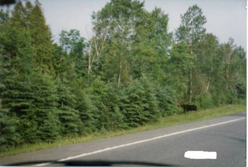 Here's a Moose Picture Taken Closer from the not so Safe Compounds of a Car