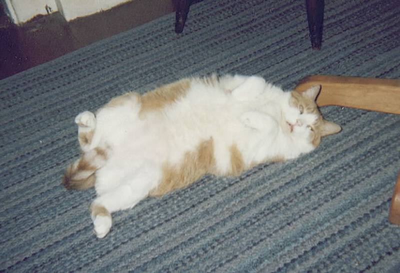 What are you Humans Trying to do to me get me Kicked out of here