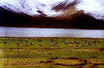 sheep cattle