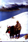 man & yak