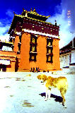 a monastery dog