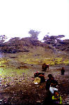 nomads