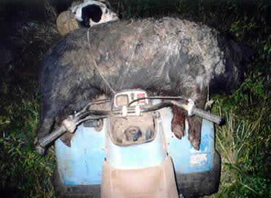 pig hunting, hog hunting, baying dog, bay dog, pig dog, lockhart river, national parks, cape york, dog, hunting, pig, hog, sport, lockhart